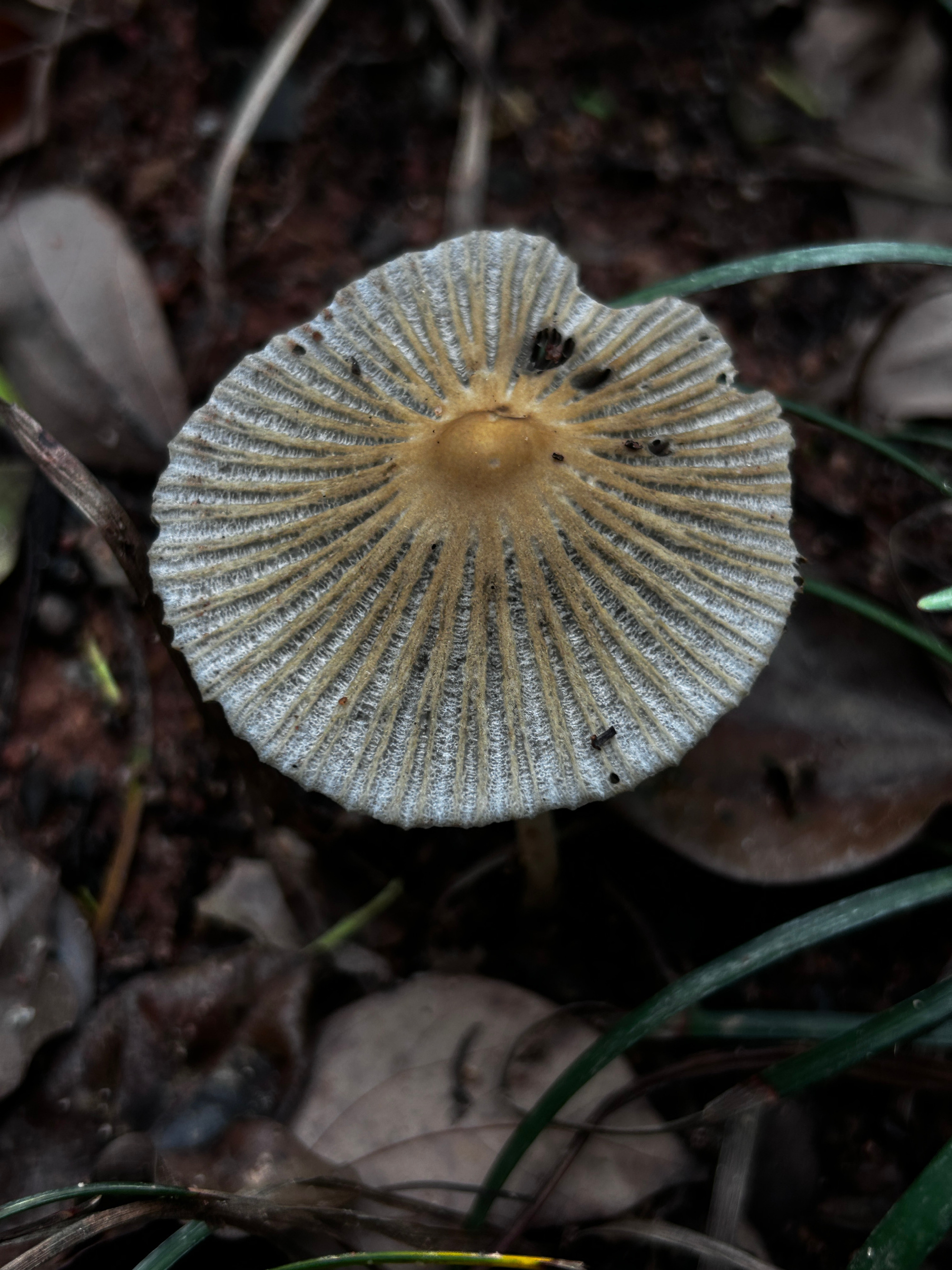 mushroomimage